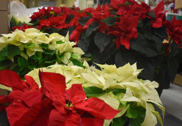 Vibrant ‘Christmas’ plants adorn local churches